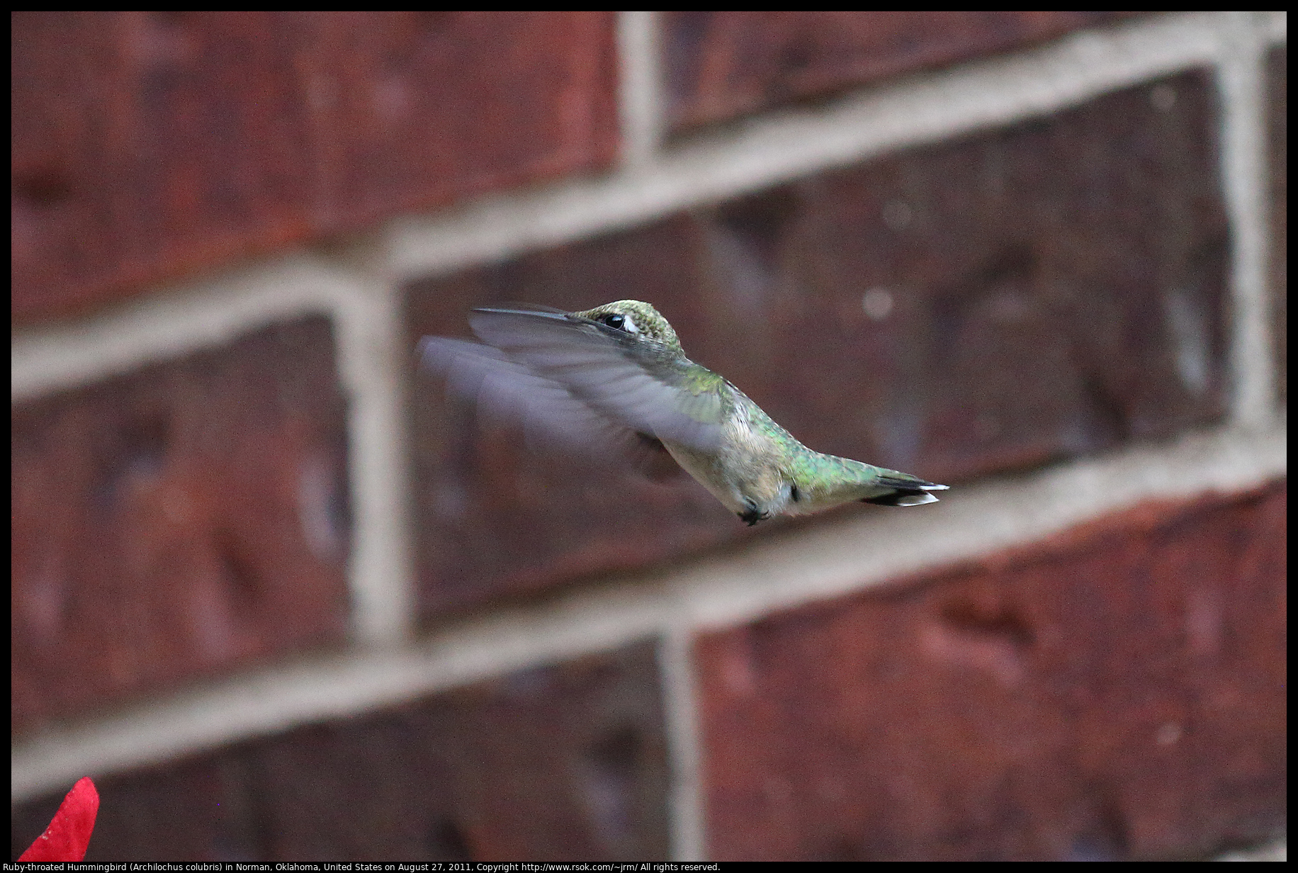 Ruby-throated Hummingbird (Archilochus colubris) in Norman, Oklahoma, United States on August 27, 2011