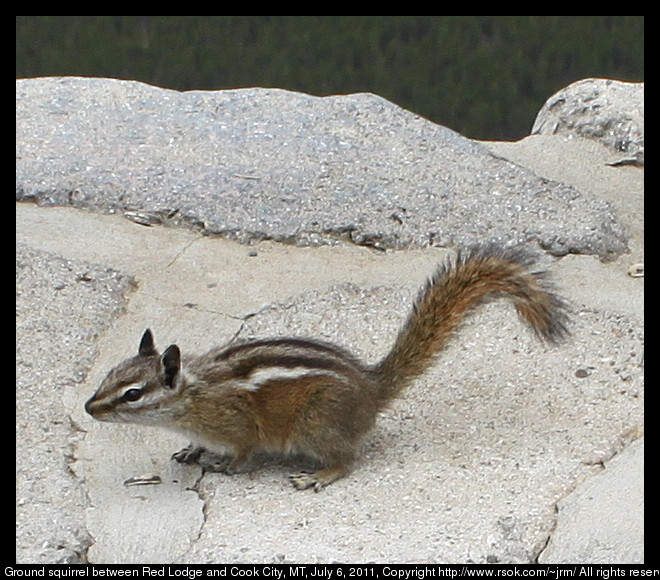 Stripped ground squirrel standing on a stone wall.