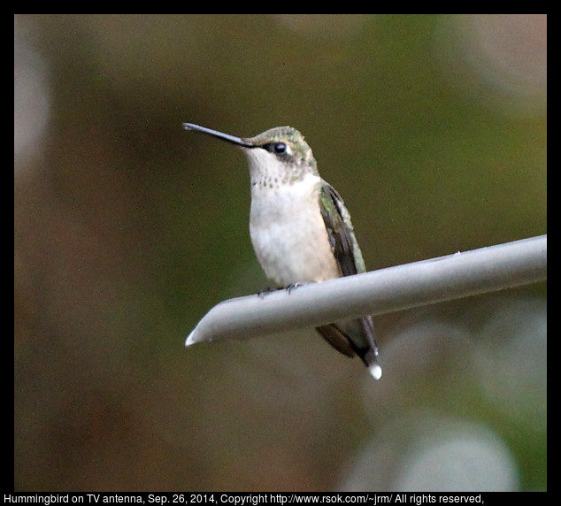 2014sep26_hummingbird_IMG_5480.jpg