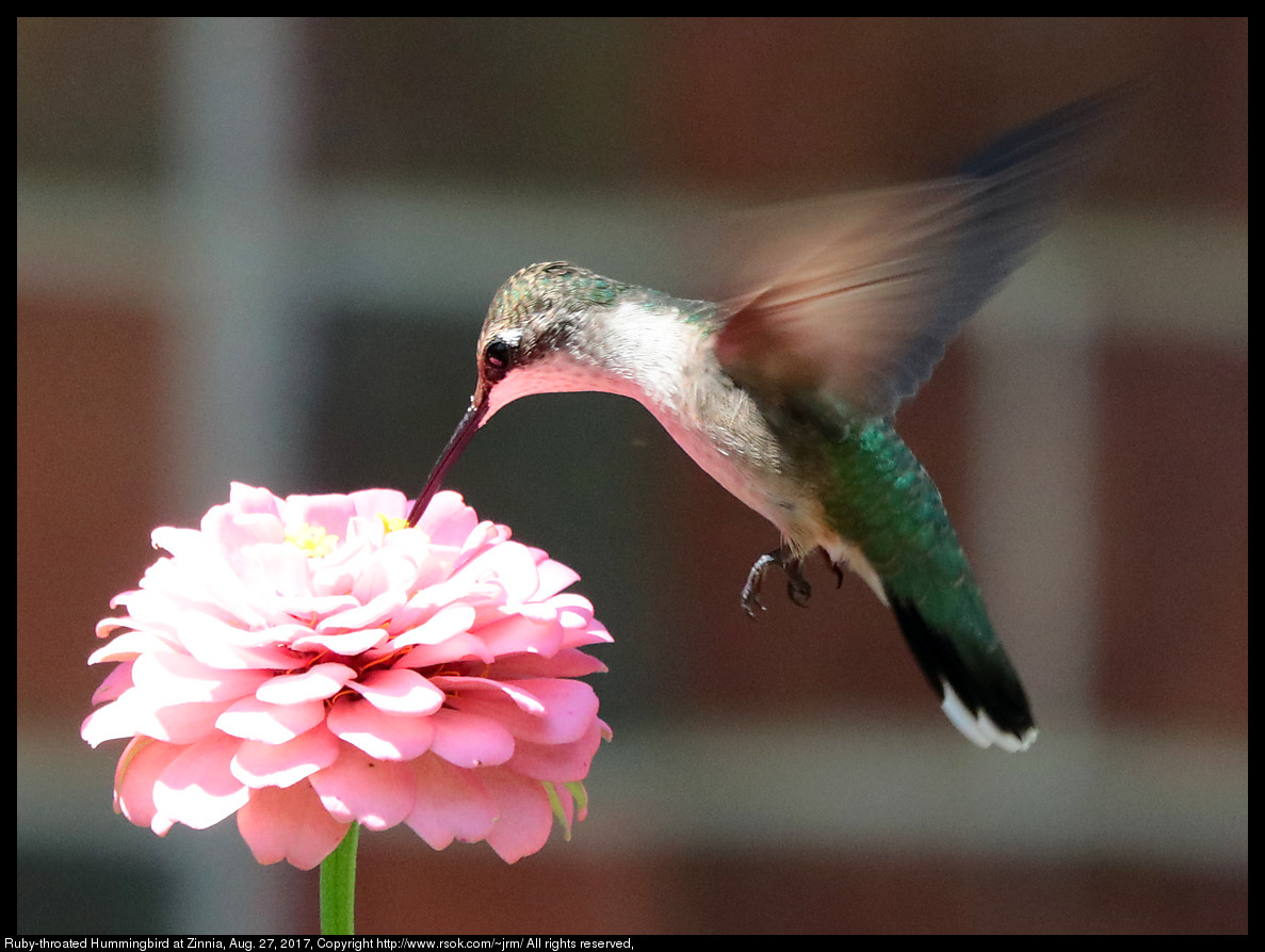 2017aug27_hummingbird_IMG_6181.jpg