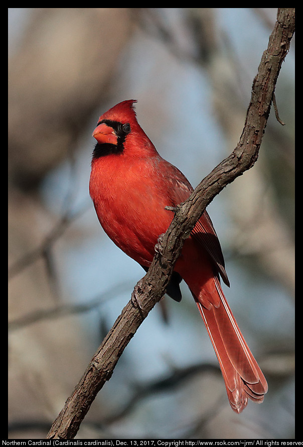 Northern Cardinal (Cardinalis cardinalis), Dec. 13, 2017