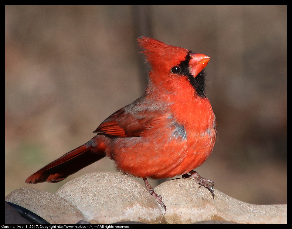 Cardinal sitting on bird bath with head raised to swallow water.