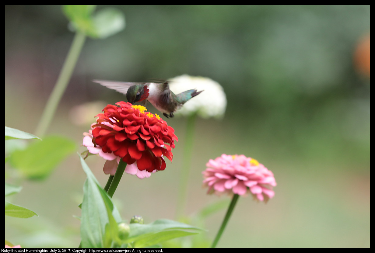 2017jul02_hummingbird_IMG_5370.jpg