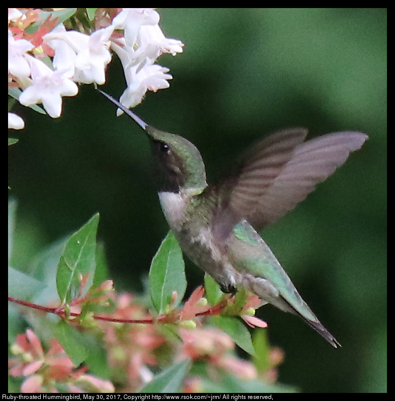 2017may30_hummingbird_IMG_4388.jpg