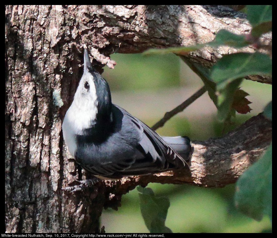 White-breasted Nuthatch (Sitta carolinensis), Sep. 10, 2017