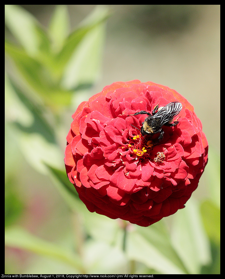 Zinnia with Bumblebee, August 1, 2018