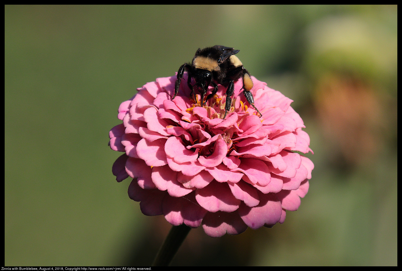 Zinnia with Bumblebee, August 4, 2018