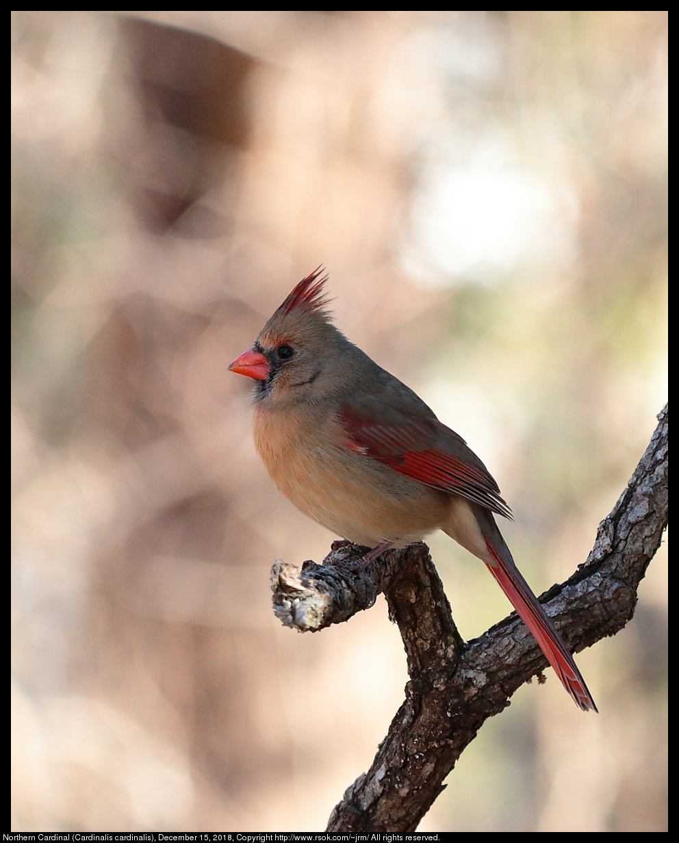 Northern Cardinal (Cardinalis cardinalis), December 15, 2018