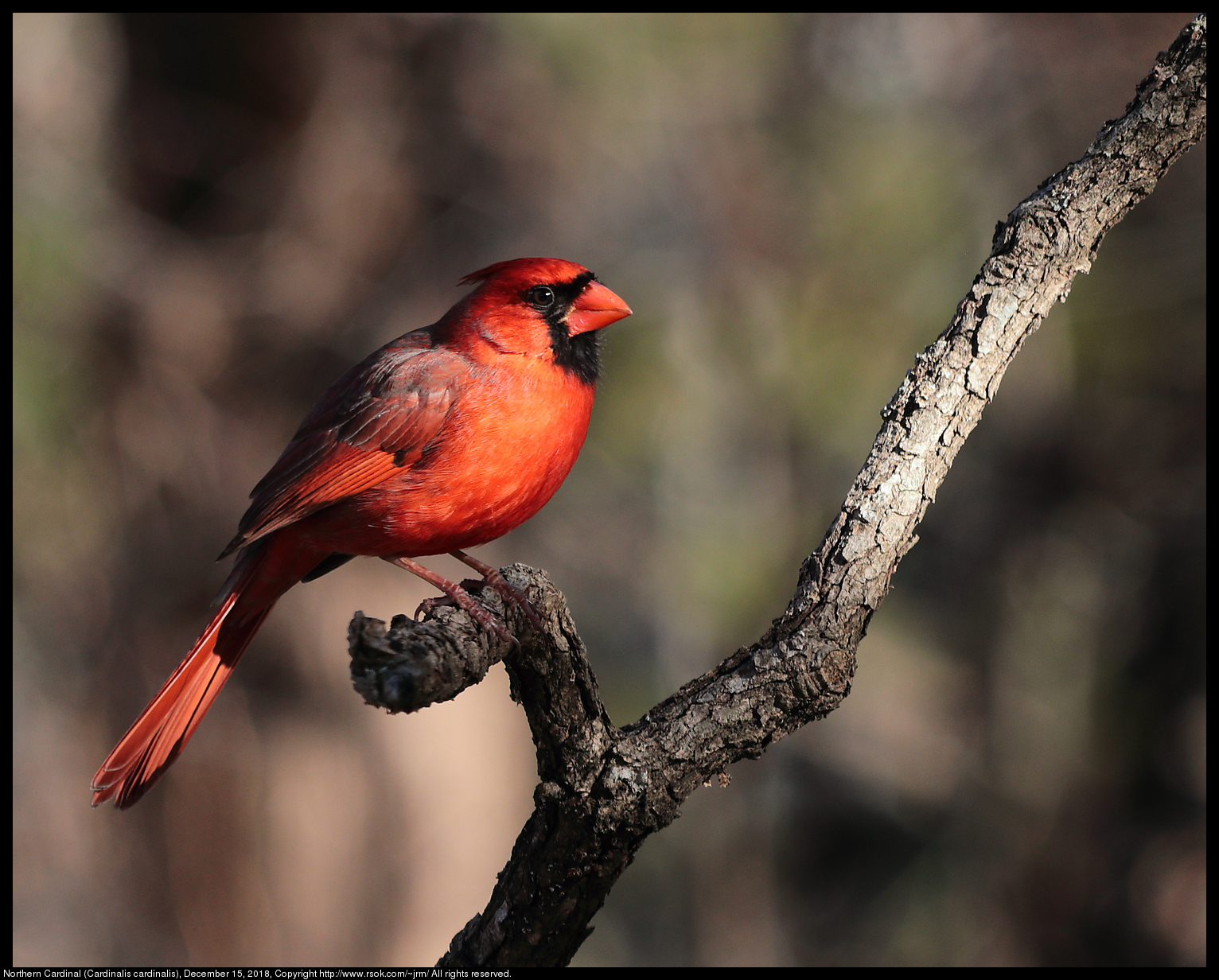 Northern Cardinal (Cardinalis cardinalis), December 15, 2018