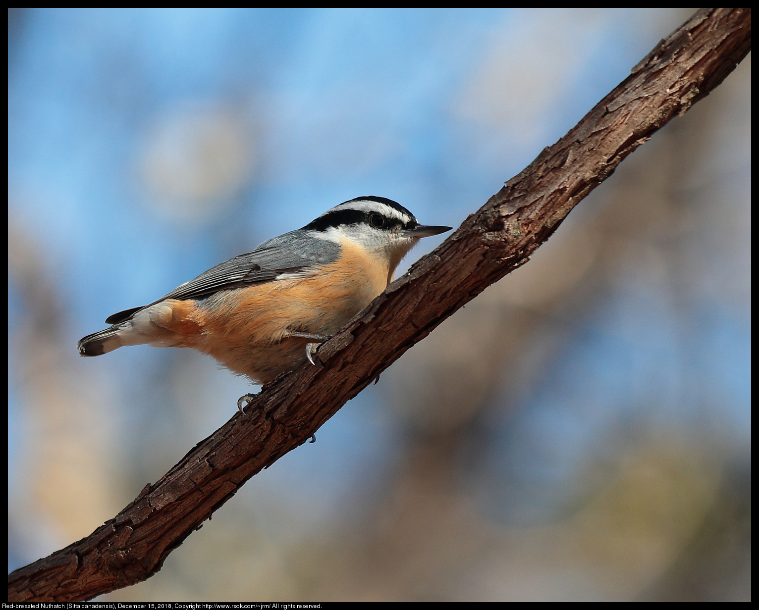 Red-breasted Nuthatch (Sitta canadensis), December 15, 2018