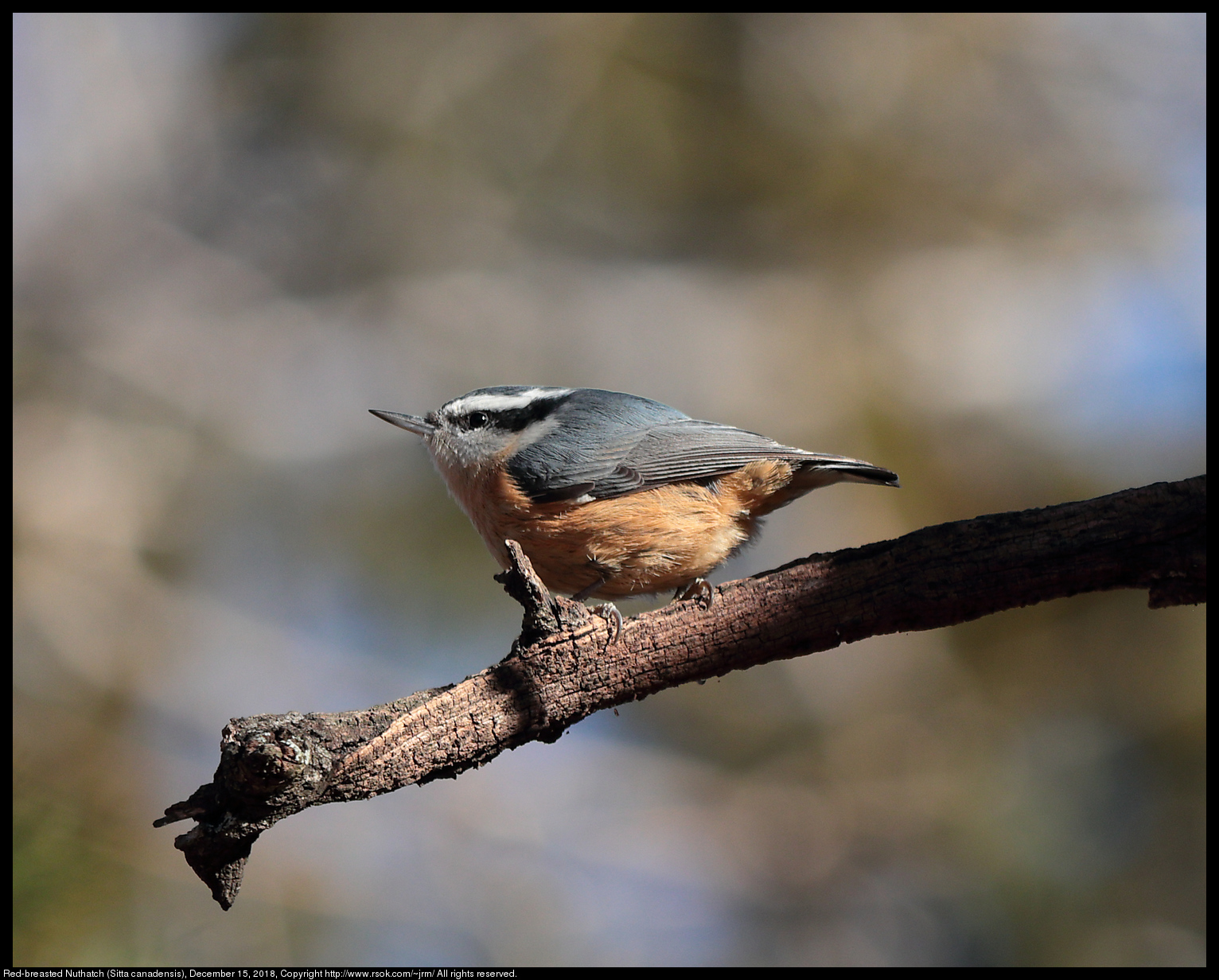 Red-breasted Nuthatch (Sitta canadensis), December 15, 2018