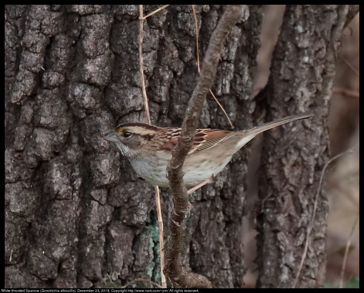 White-throated Sparrow (Zonotrichia albicollis), December 23, 2018