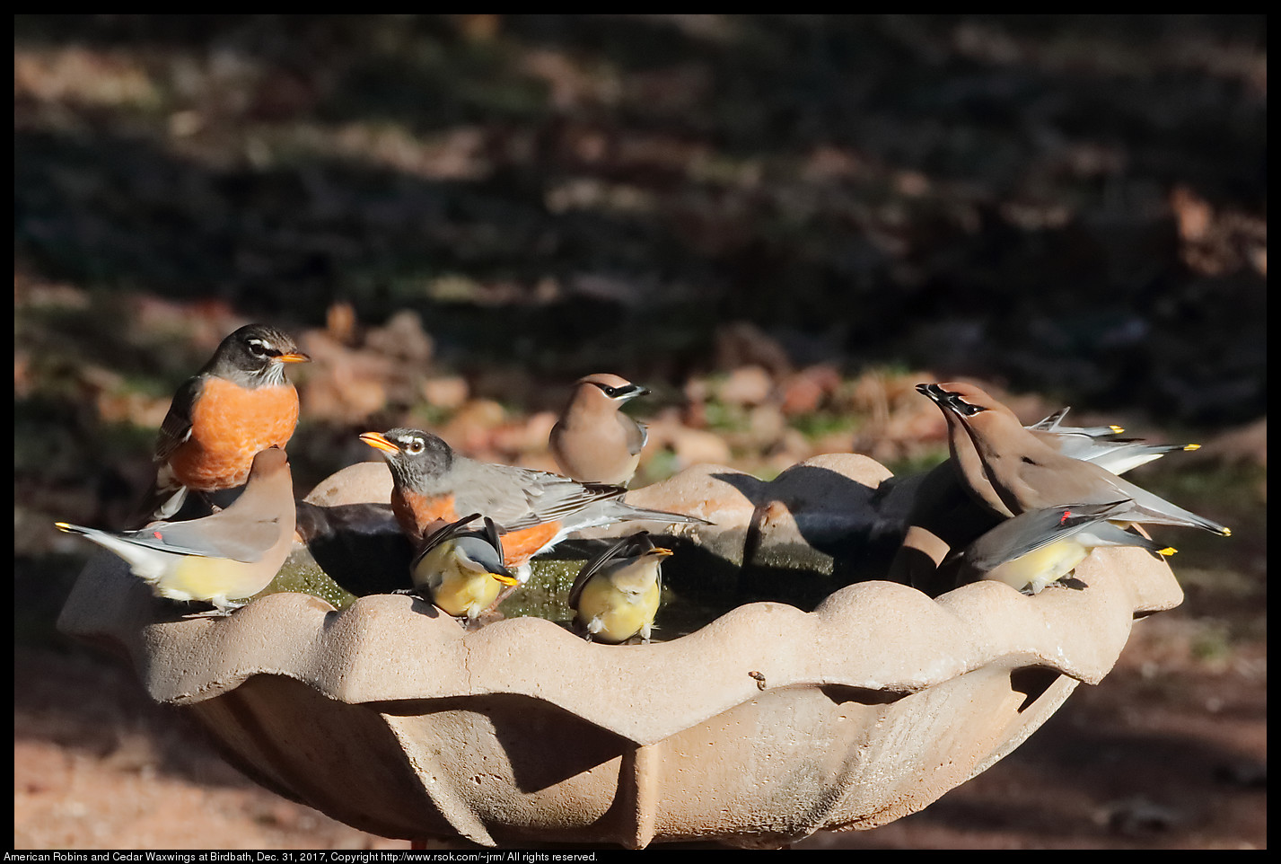 American Robins and Cedar Waxwings at Birdbath, Dec. 31, 2017