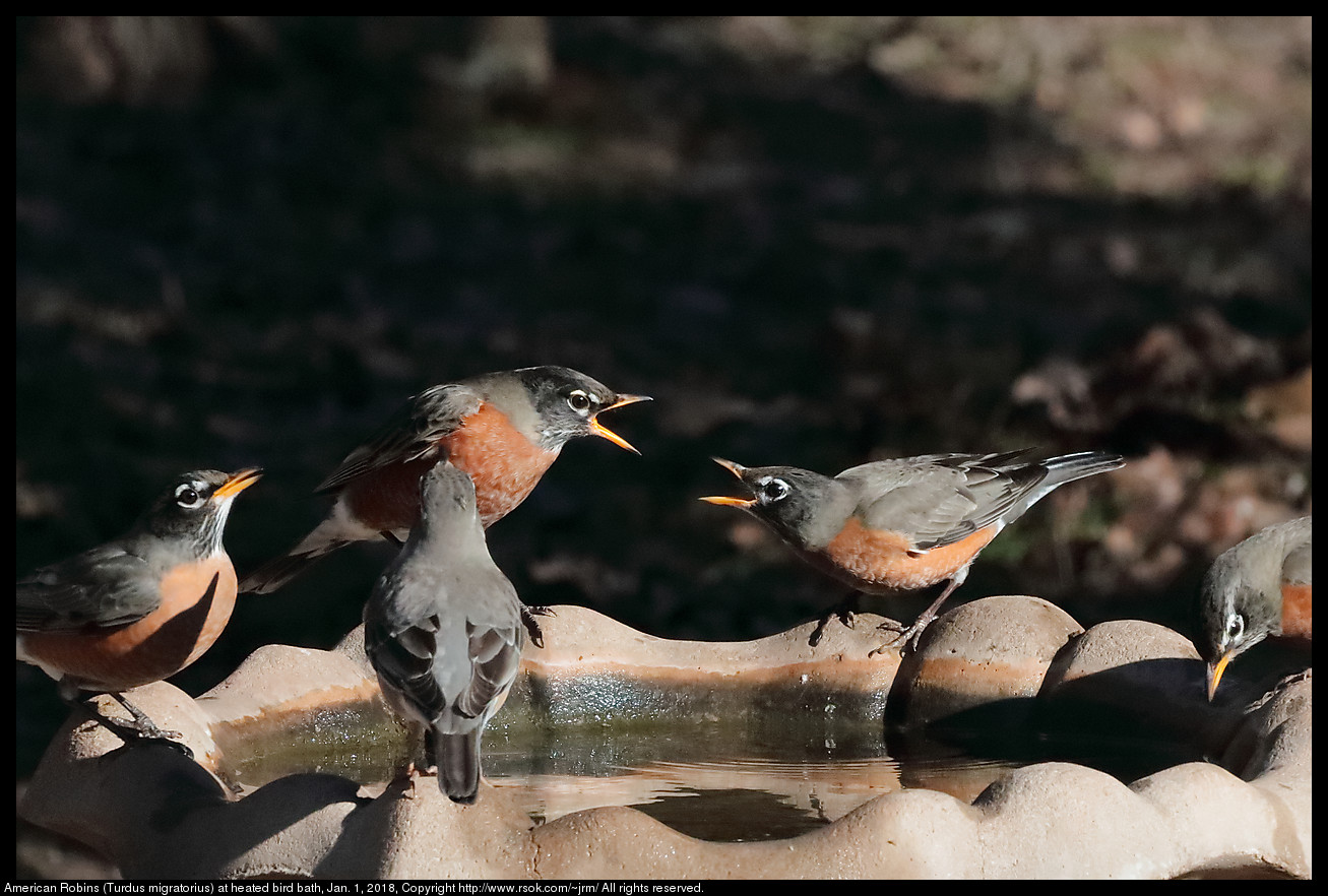 American Robins (Turdus migratorius) at heated bird bath, Jan. 1, 2018