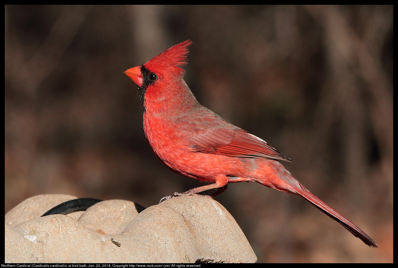 Northern Cardinal (Cardinalis cardinalis) at bird bath, Jan. 20, 2018