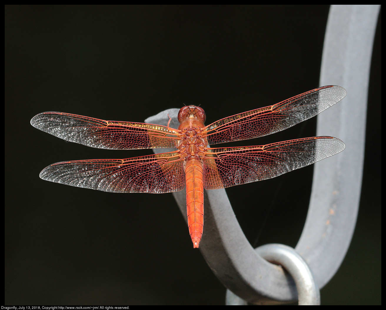 Dragonfly, July 13, 2018