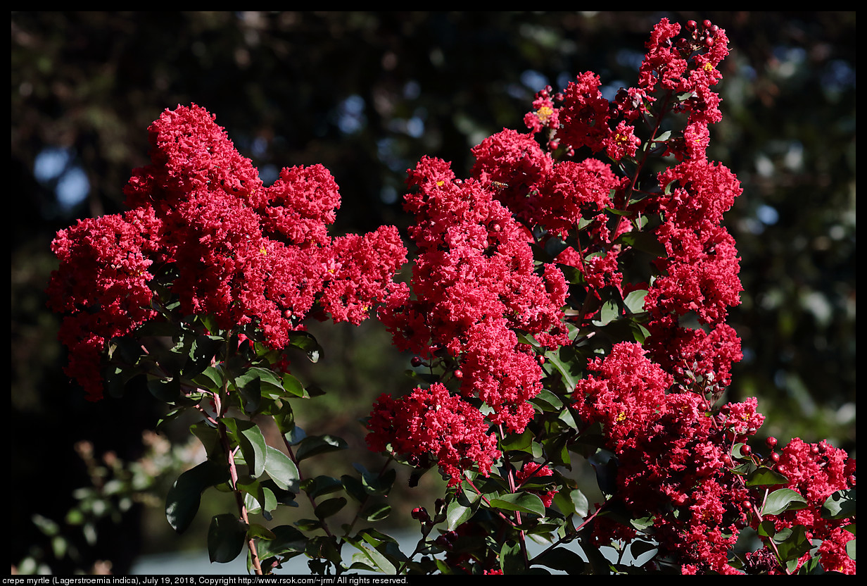crepe myrtle (Lagerstroemia indica), July 19, 2018
