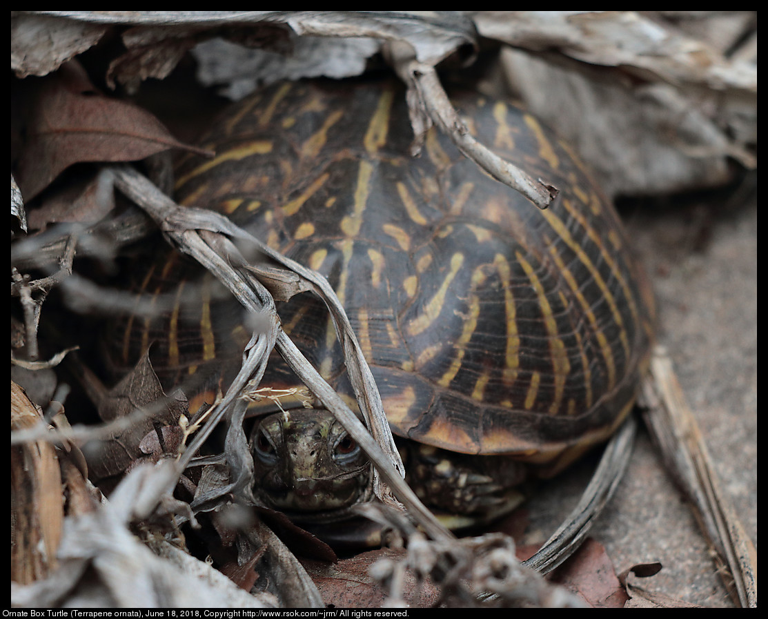Ornate Box Turtle (Terrapene ornata), June 18, 2018