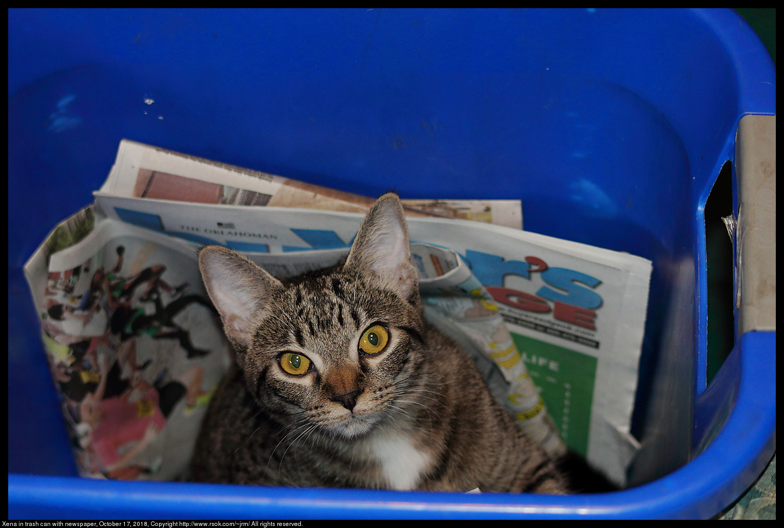 Xena in trash can with newspaper, October 17, 2018