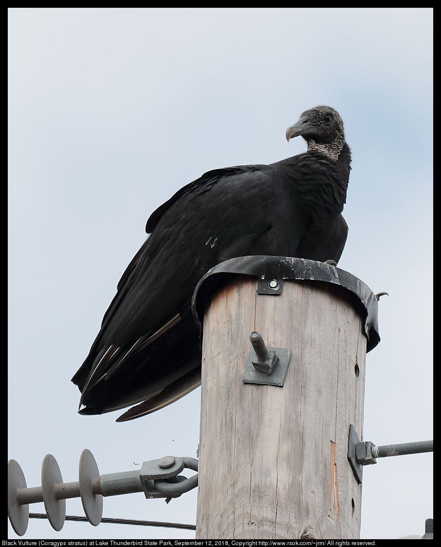 Black Vulture (Coragyps atratus) at Lake Thunderbird State Park, September 12, 2018