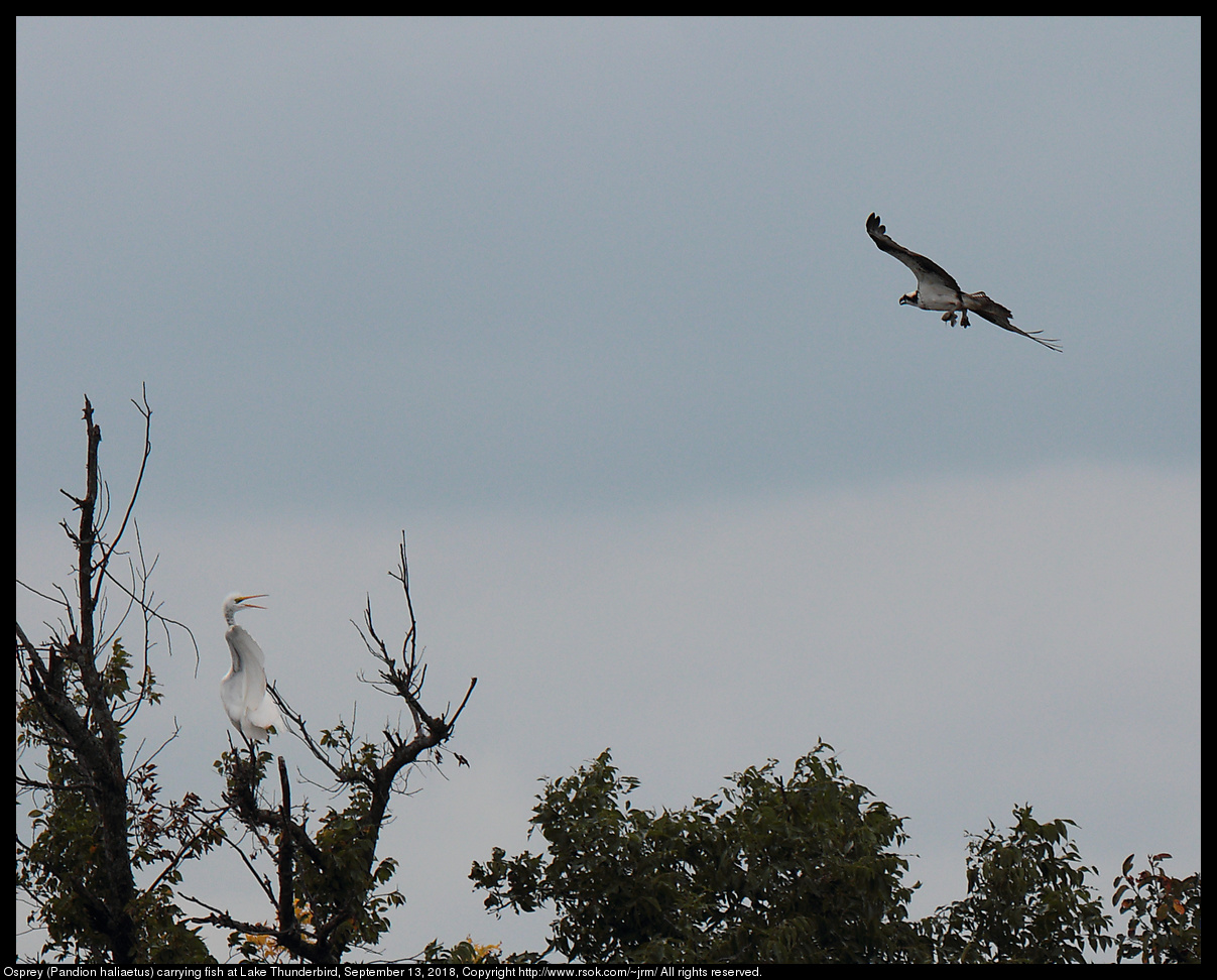 Osprey (Pandion haliaetus) carrying fish at Lake Thunderbird, September 13, 2018