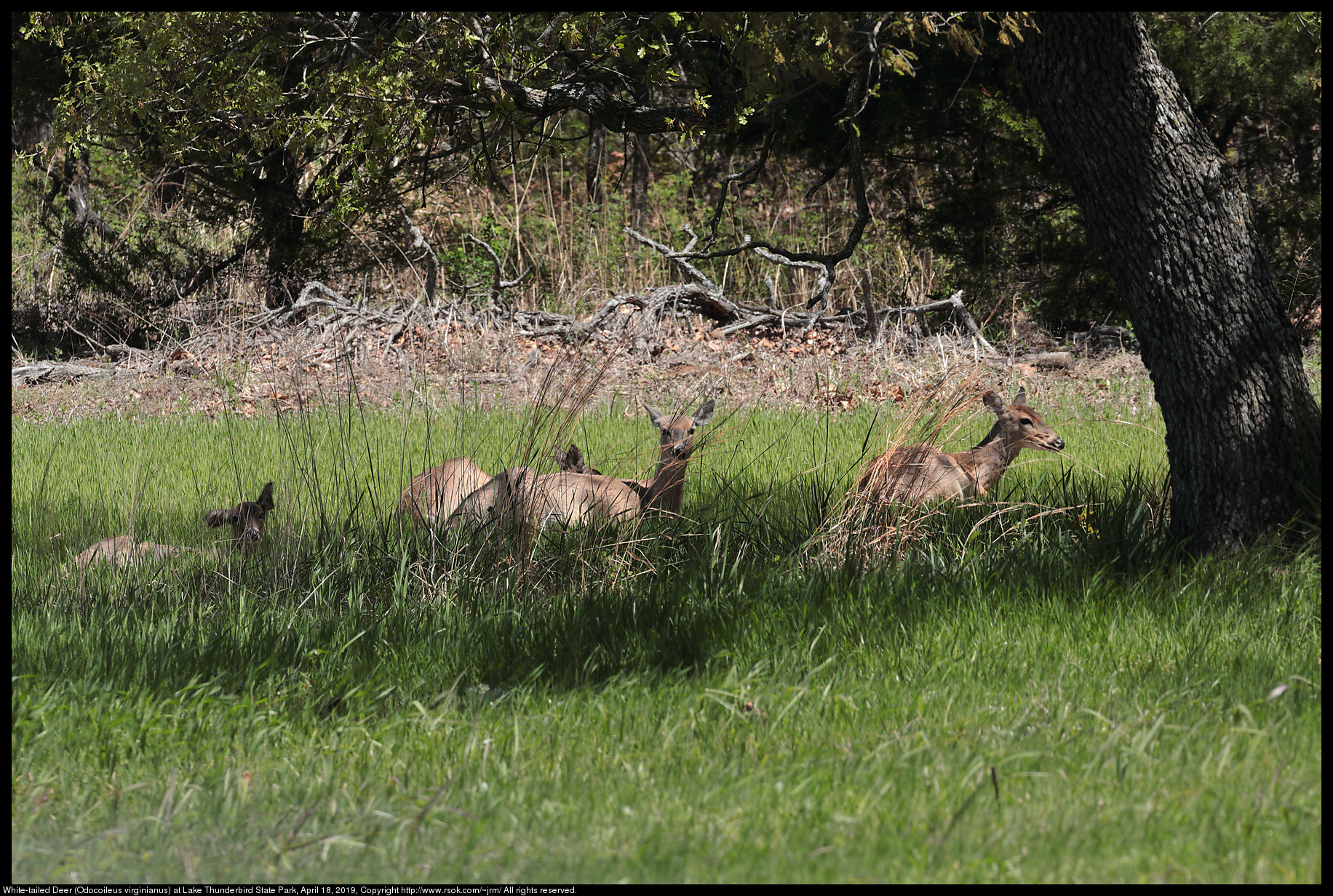 White-tailed Deer (Odocoileus virginianus) at Lake Thunderbird State Park, April 18, 2019