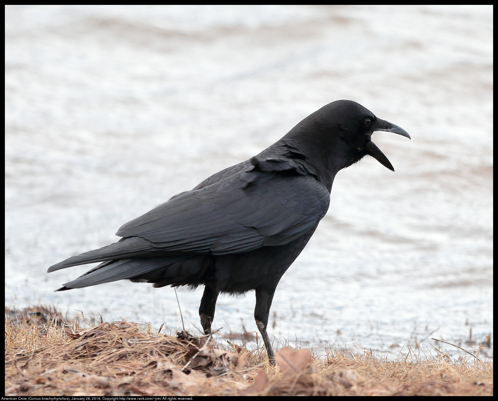 American Crow (Corvus brachyrhynchos), January 28, 2019