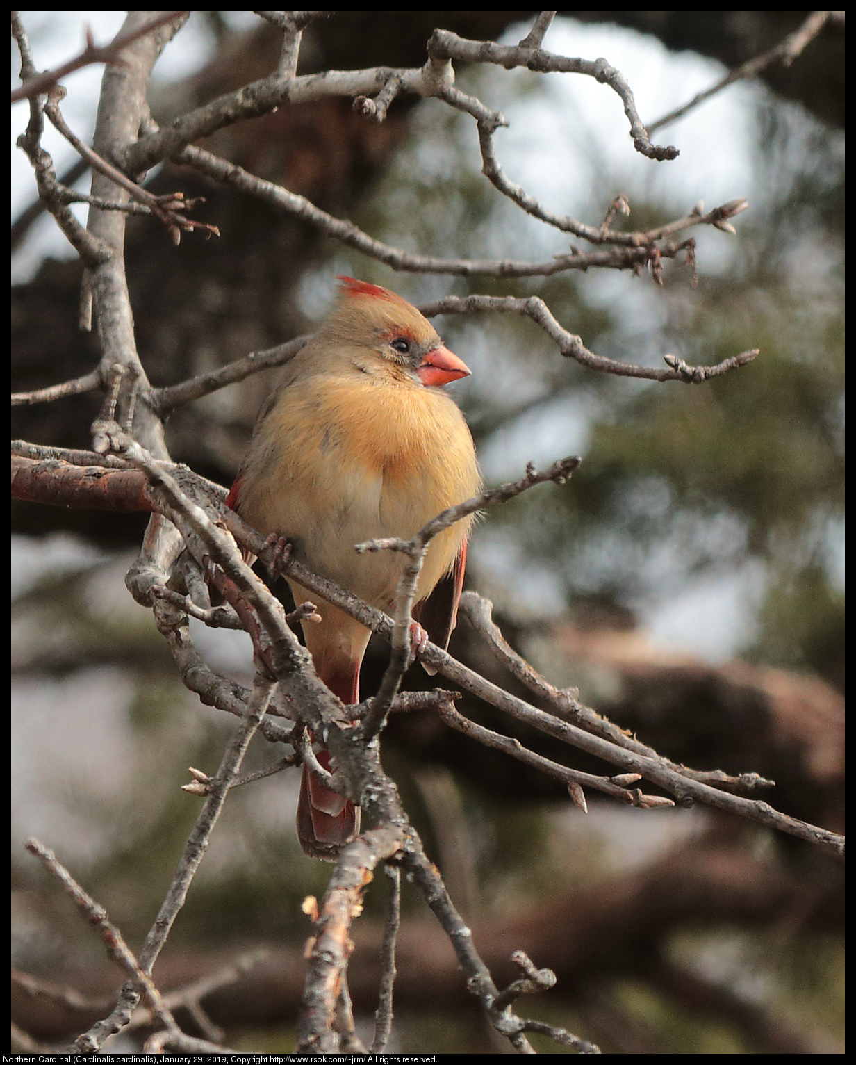 Northern Cardinal (Cardinalis cardinalis), January 29, 2019