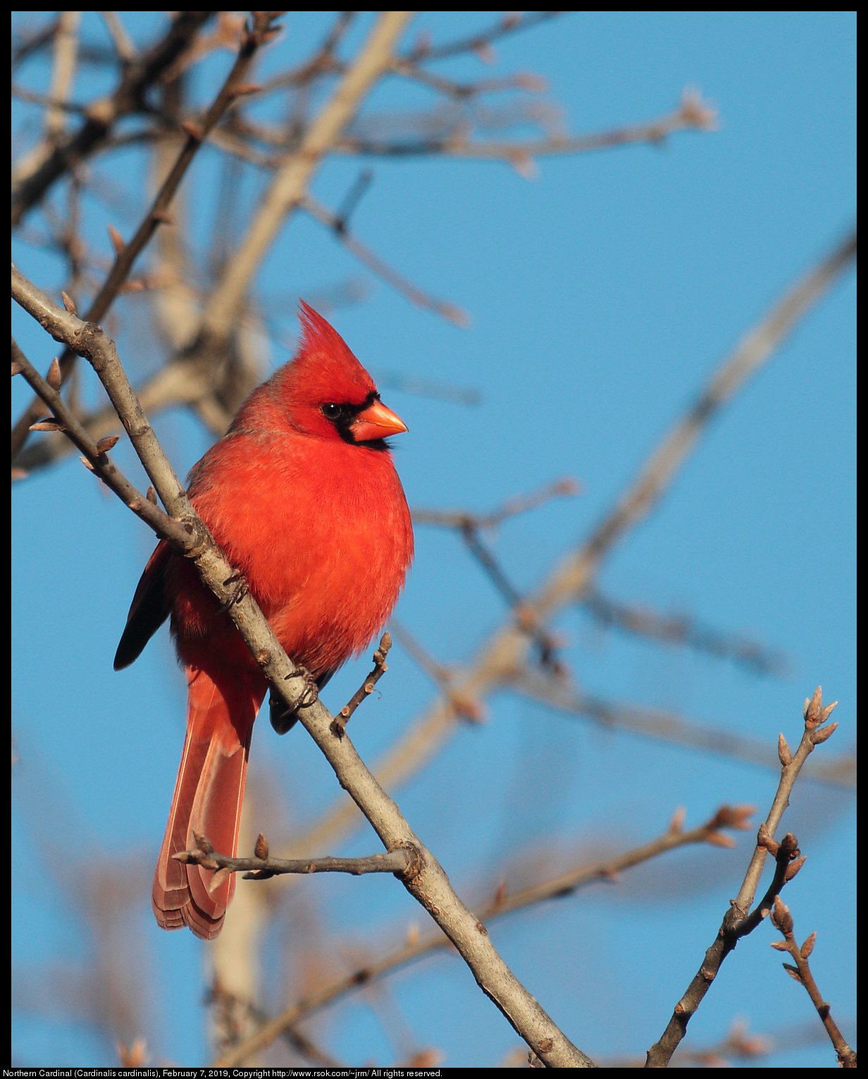 Northern Cardinal (Cardinalis cardinalis), February 7, 2019