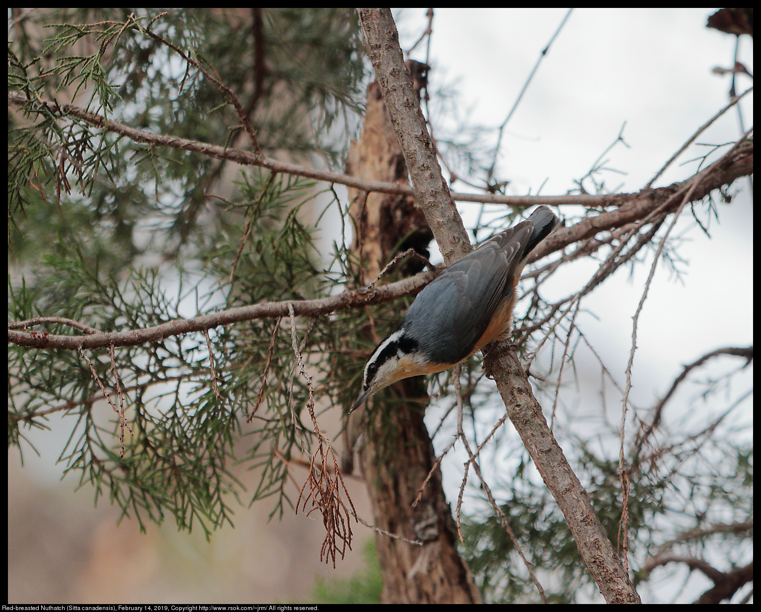 Red-breasted Nuthatch (Sitta canadensis), February 14, 2019