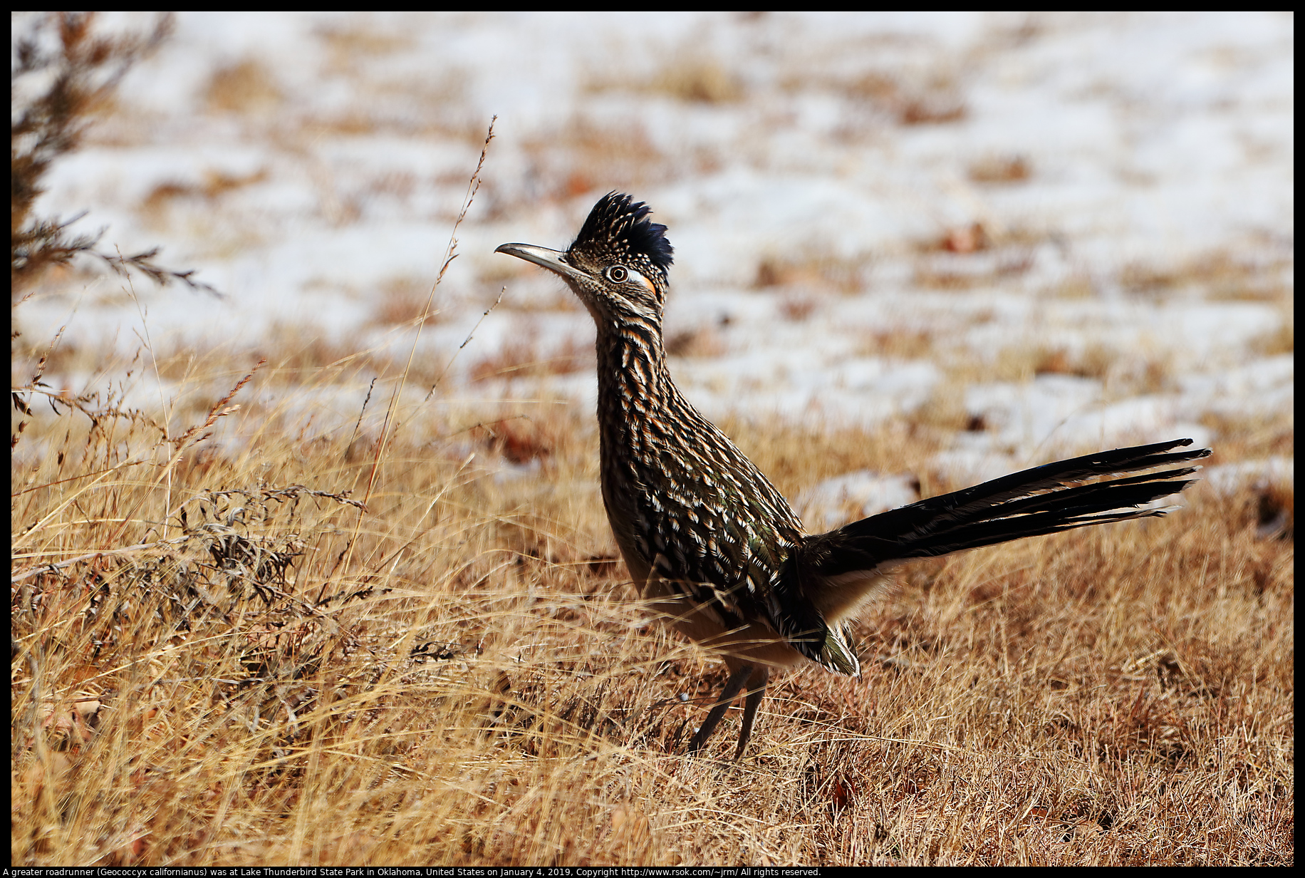 Greater Roadrunner (Geococcyx californianus) at Lake Thunderbird State Park, January 4, 2019