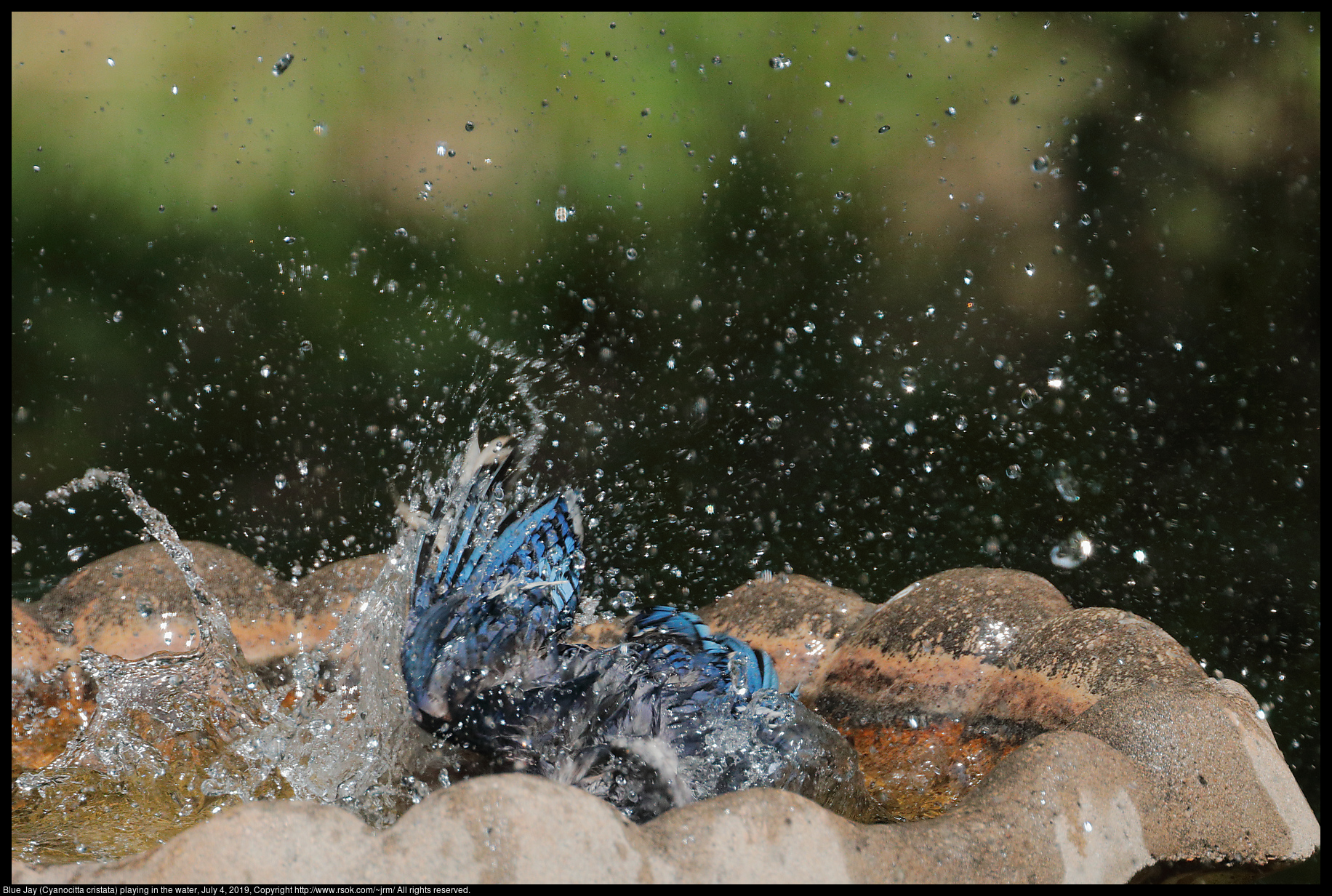Blue Jay (Cyanocitta cristata) playing in the water, July 4, 2019