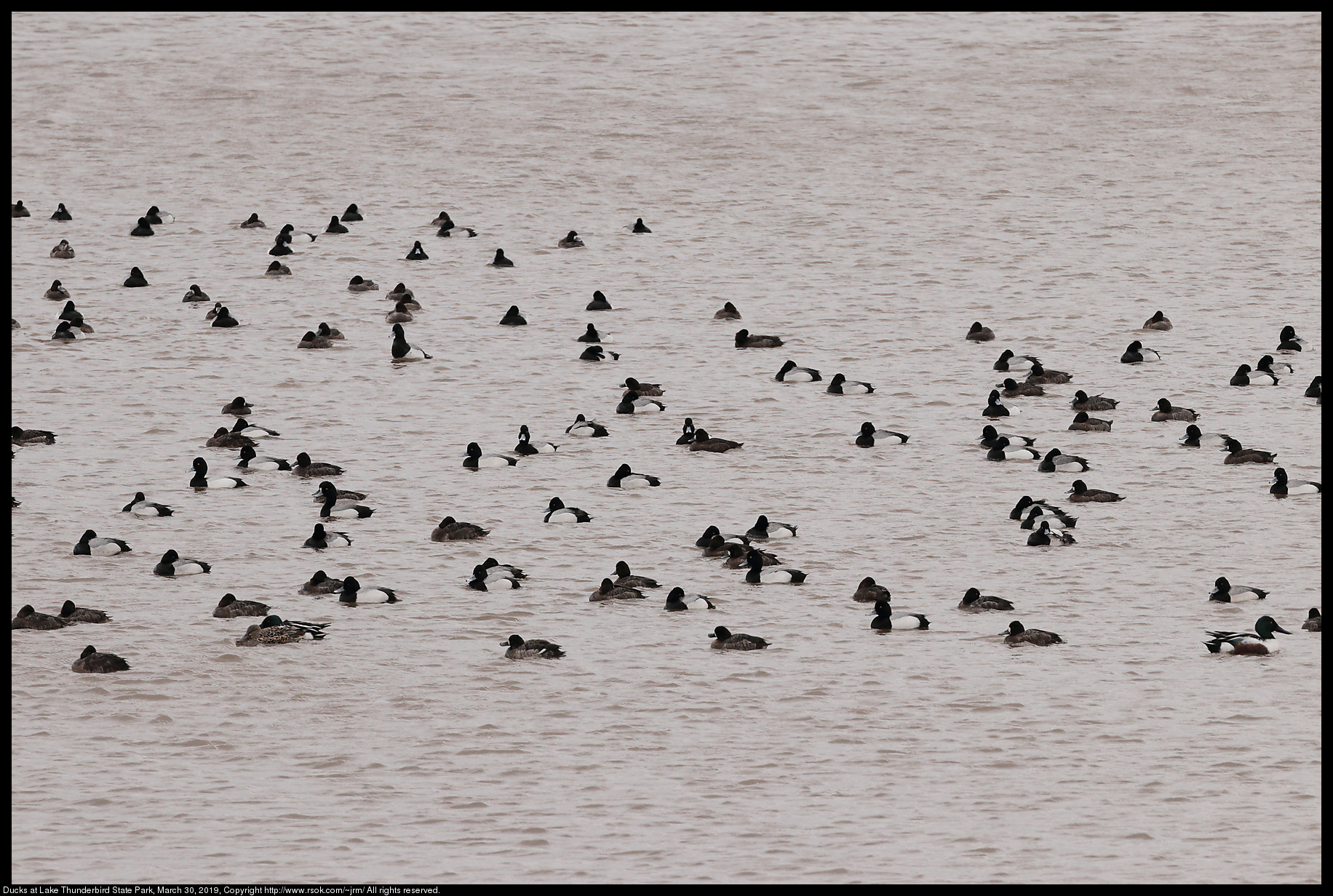 Ducks at Lake Thunderbird State Park, March 30, 2019