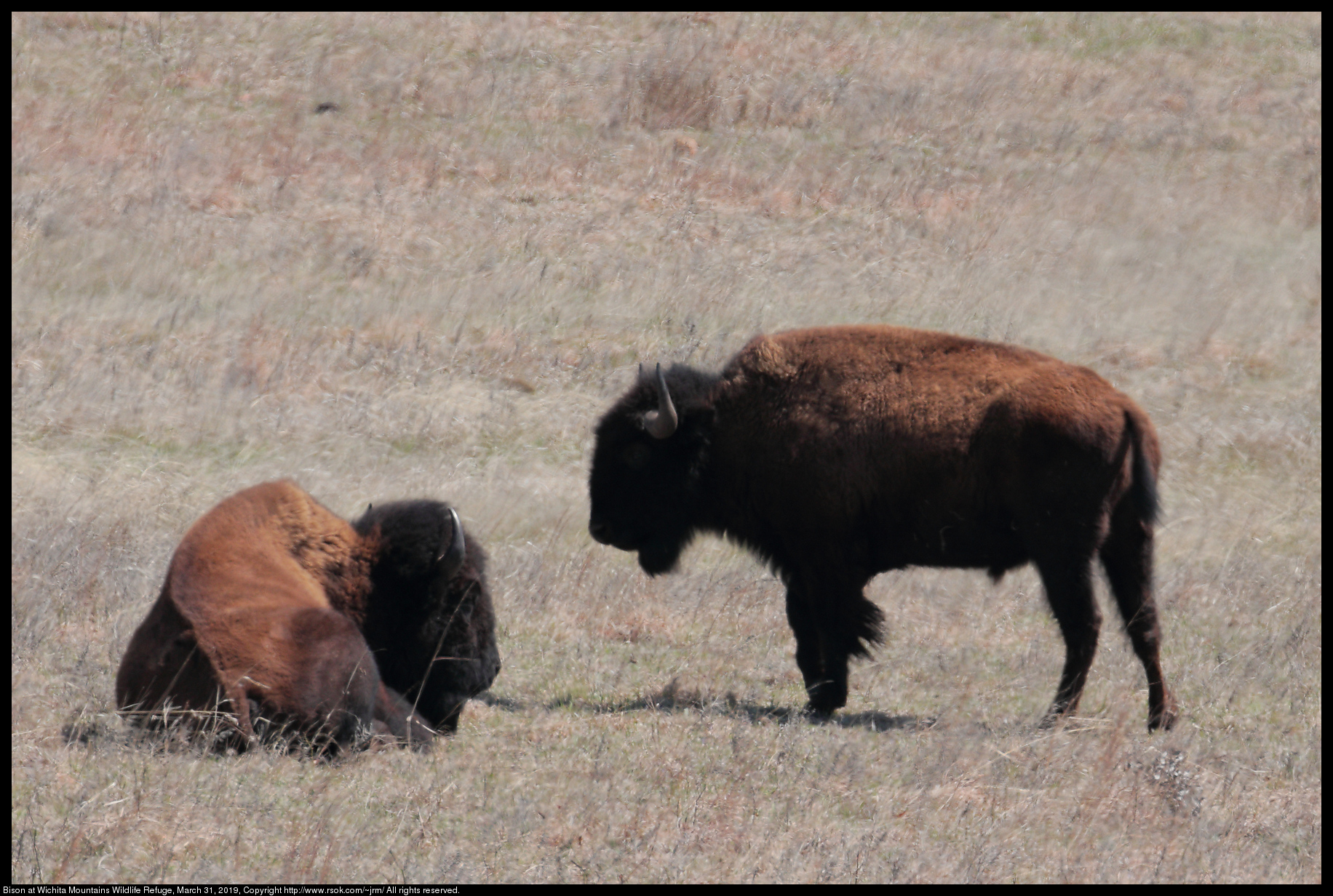 Bison at Wichita Mountains Wildlife Refuge, March 31, 2019