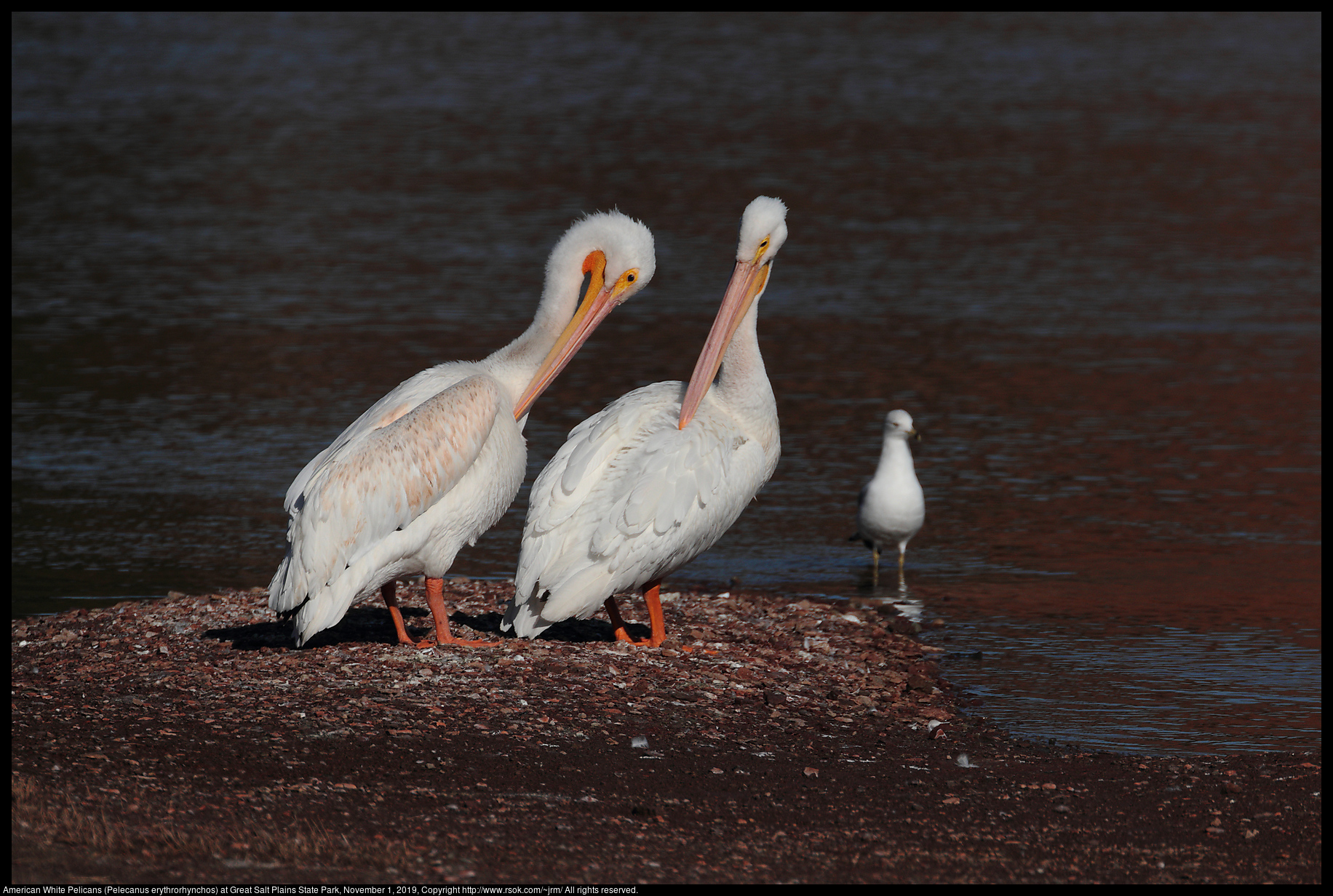 American White Pelicans (Pelecanus erythrorhynchos) at Great Salt Plains State Park, November 1, 20190