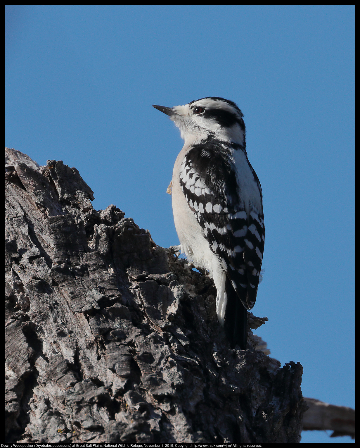 Downy Woodpecker (Dryobates pubescens) at Great Salt Plains National Wildlife Refuge, November 1, 2019