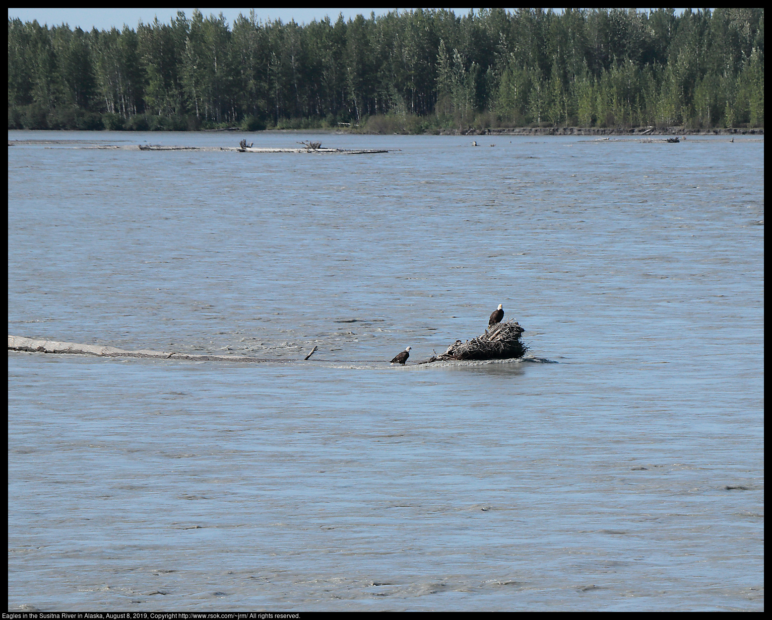 Eagles in the Susitna River in Alaska, August 8, 2019