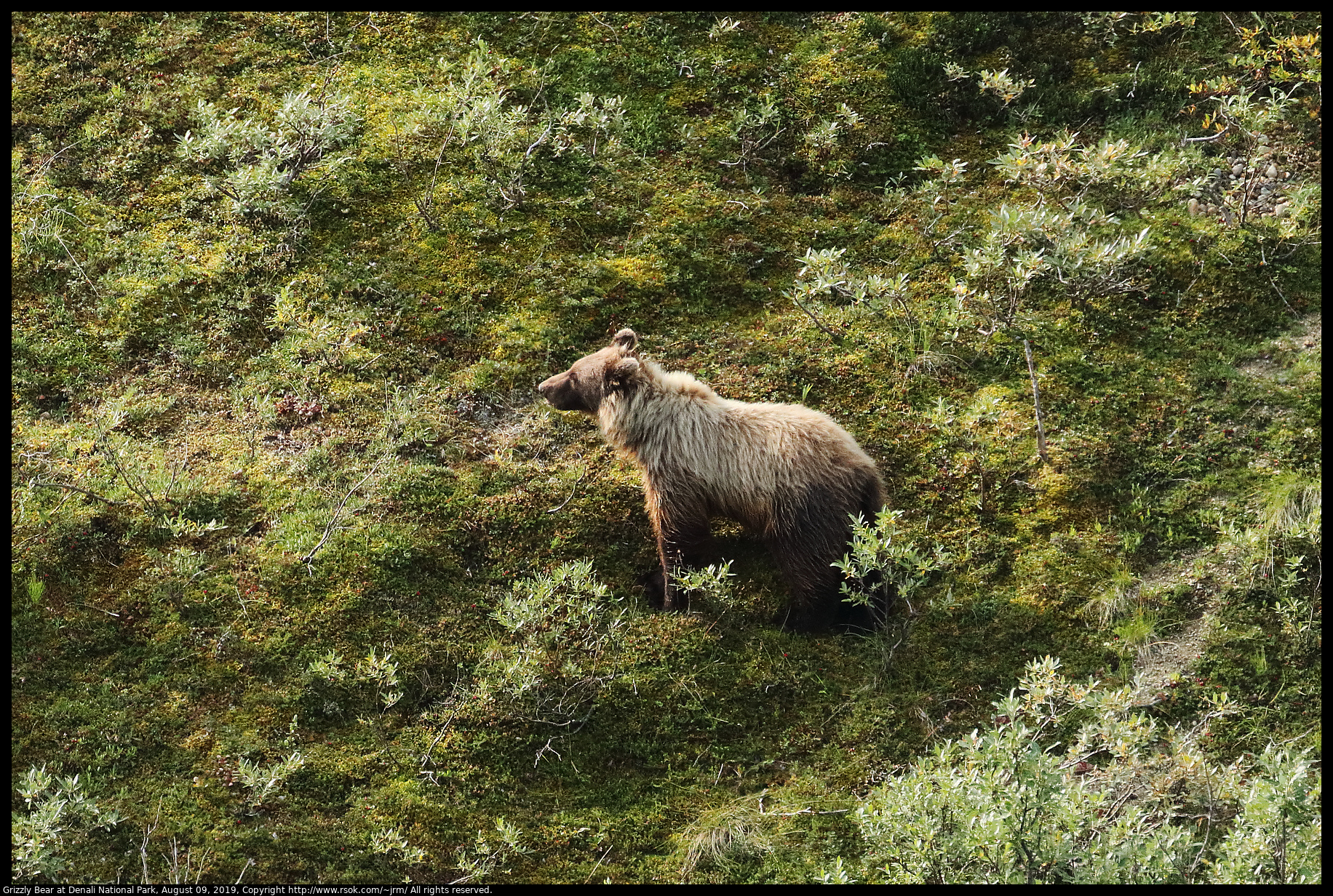 Grizzly Bear at Denali National Park, August 09, 2019