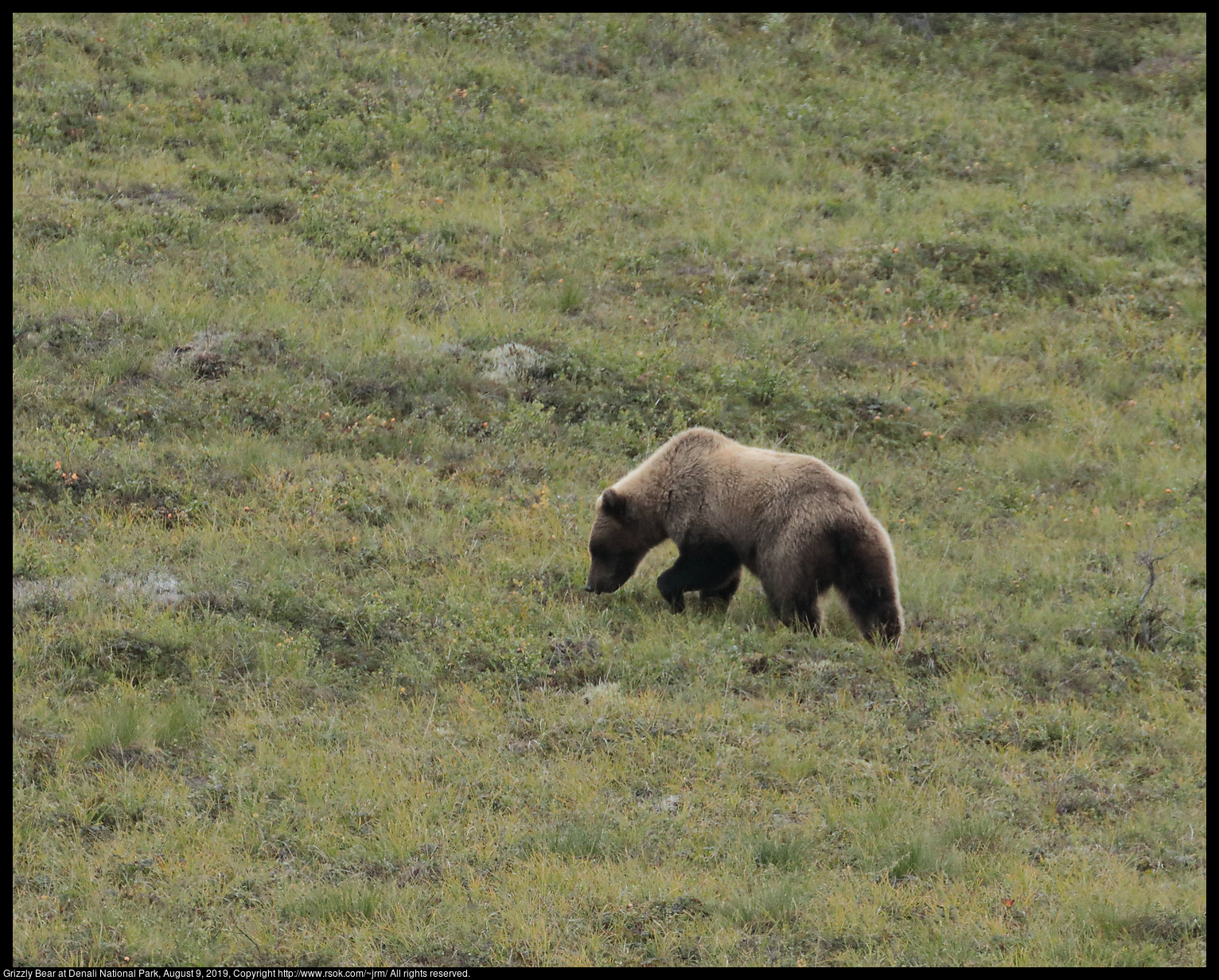 Grizzly Bear at Denali National Park, August 9, 2019