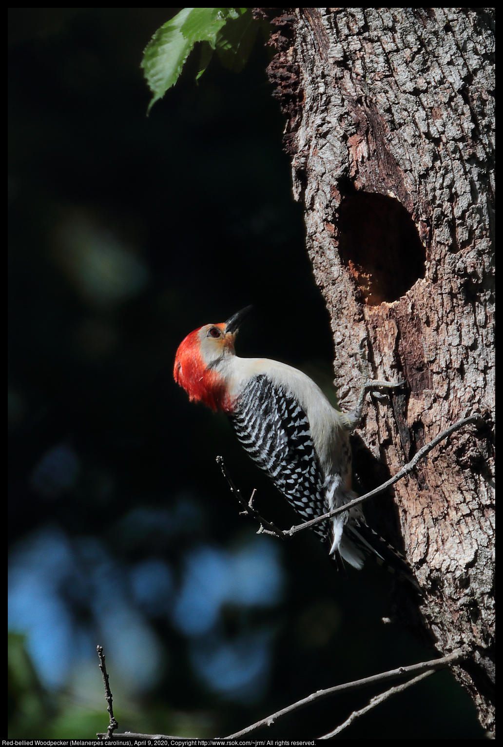 Red-bellied Woodpecker (Melanerpes carolinus), April 9, 2020