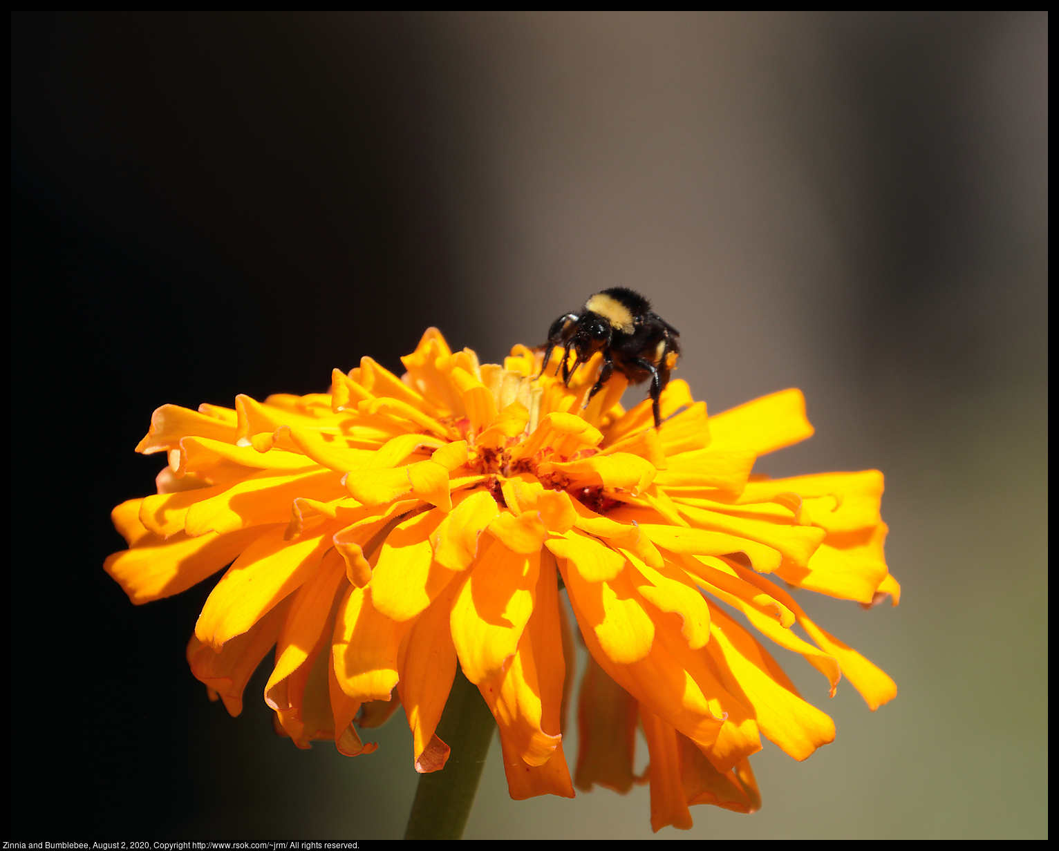 Zinnia and Bumblebee, August 2, 2020
