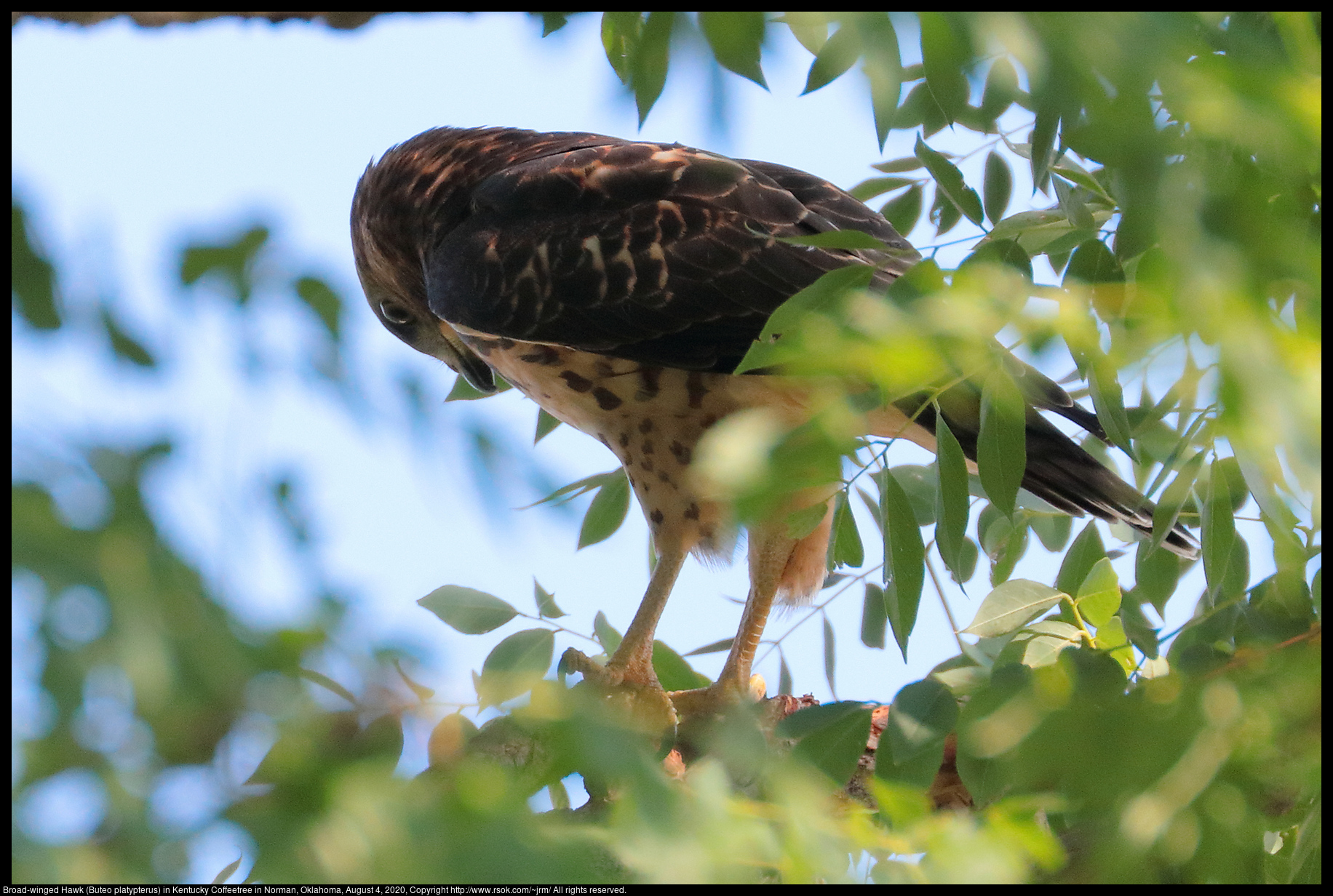 Broad-winged Hawk (Buteo platypterus) in Kentucky Coffeetree in Norman, Oklahoma, August 4, 2020