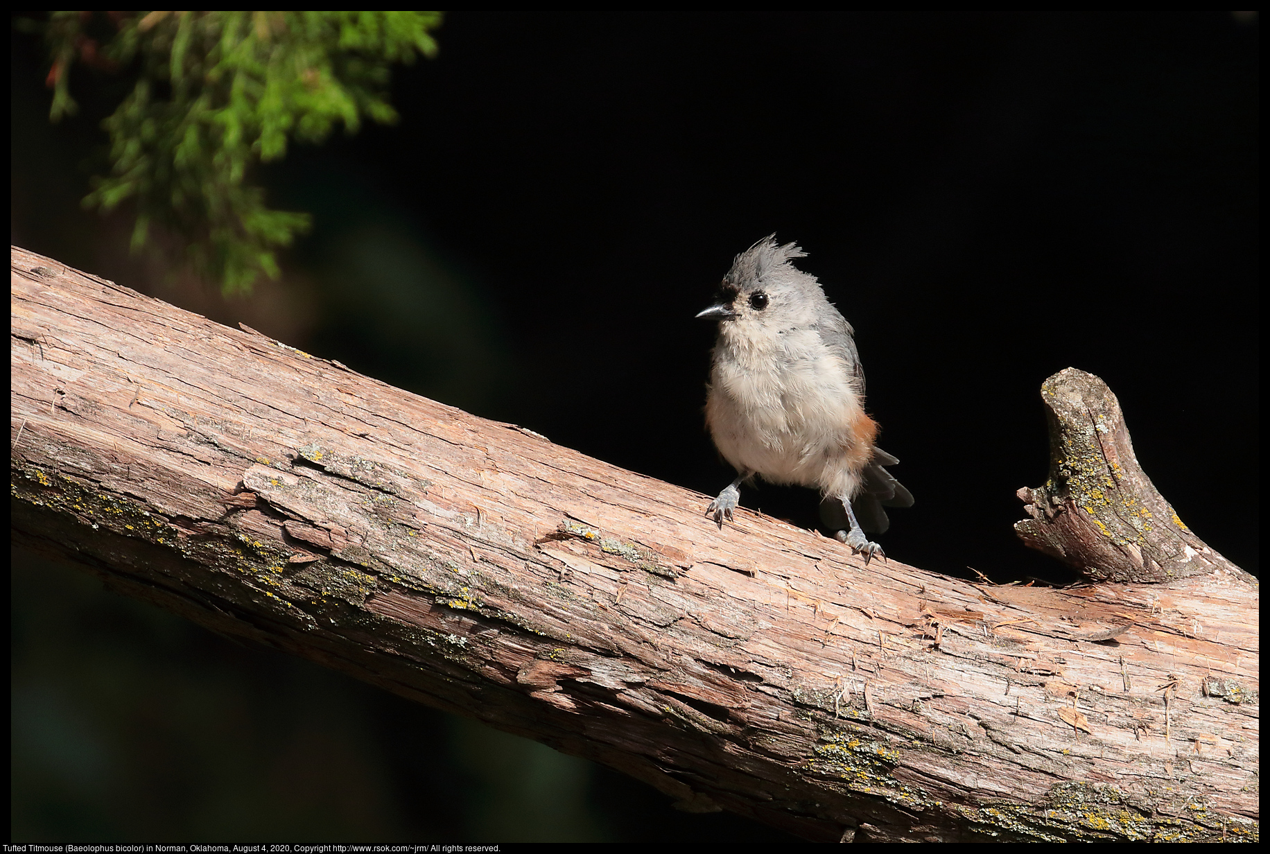 Tufted Titmouse (Baeolophus bicolor) in Norman, Oklahoma, August 4, 2020
