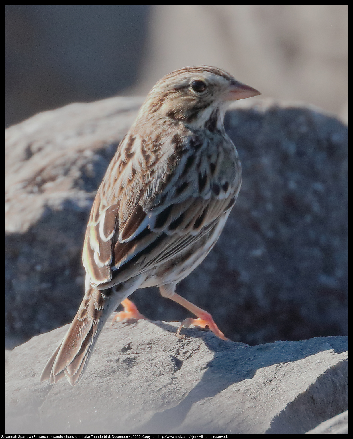 Savannah Sparrow (Passerculus sandwichensis) at Lake Thunderbird, December 4, 2020