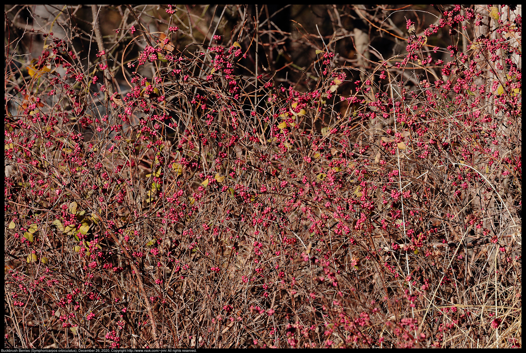 Buckbrush Berries (Symphoricarpos orbiculatus), December 26, 2020