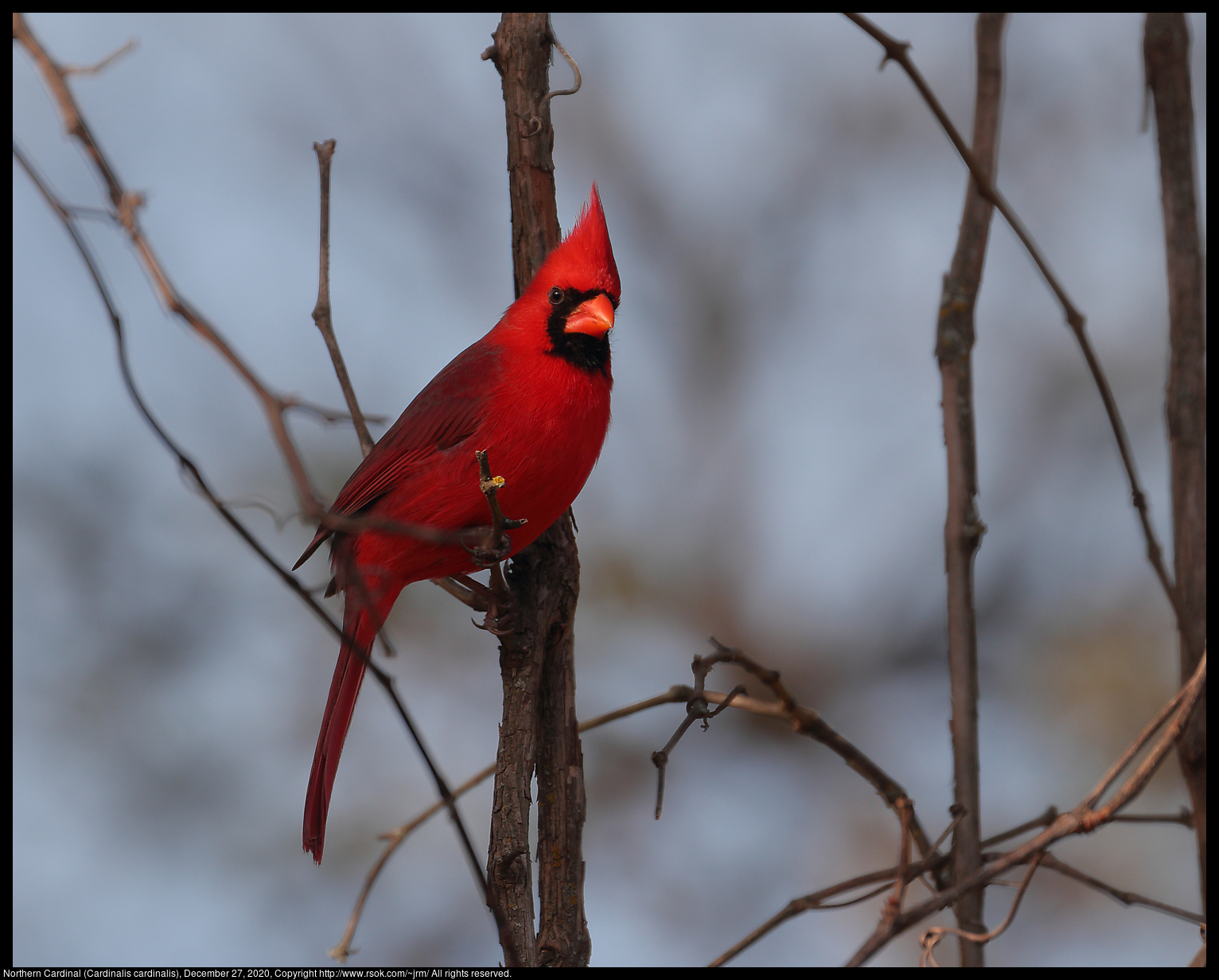 Northern Cardinal (Cardinalis cardinalis), December 27, 2020