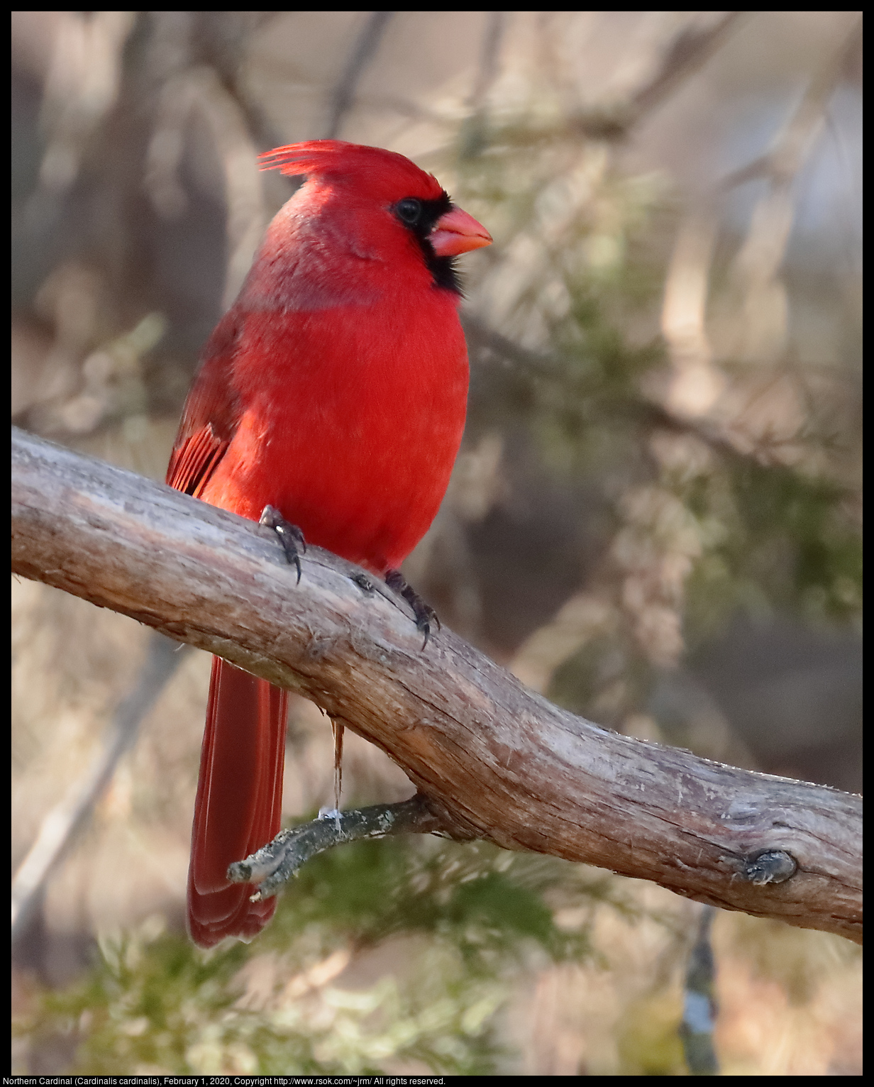 Northern Cardinal (Cardinalis cardinalis), February 1, 2020