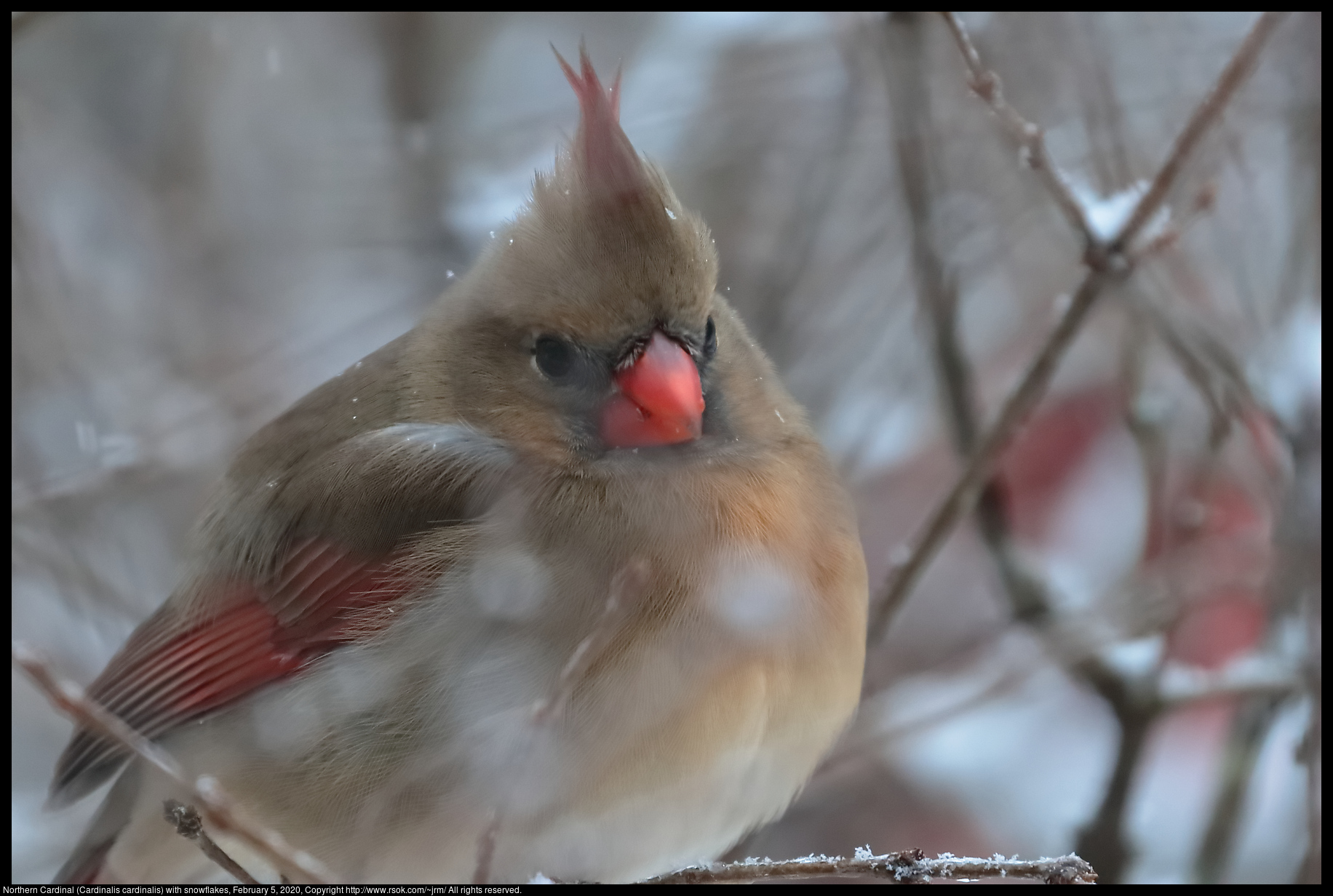 Northern Cardinal (Cardinalis cardinalis) with snowflakes, February 5, 2020
