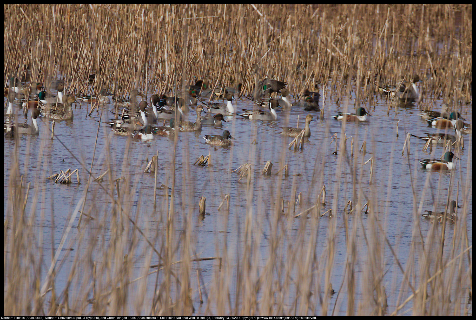 Northern Pintails (Anas acuta), Northern Shovelers (Spatula clypeata), and Green-winged Teals (Anas crecca) at Salt Plains National Wildlife Refuge, February 13, 2020