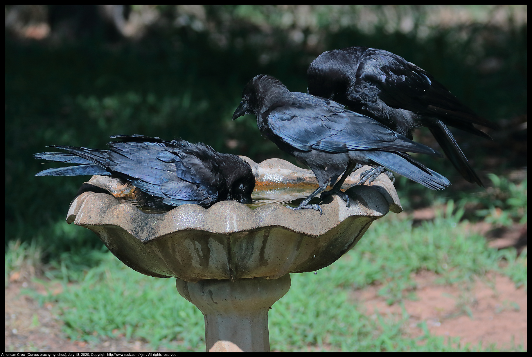 American Crow (Corvus brachyrhynchos), July 18, 2020